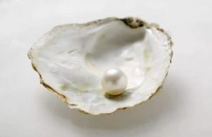 什么是海螺珍珠？